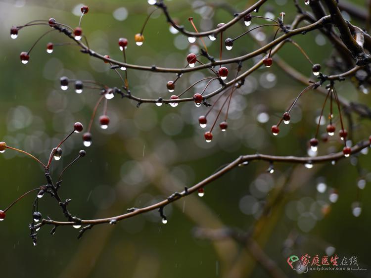 中药枳实:理气消积常用药,这些应用要记清 - 治疗与康复 - 家医大健康